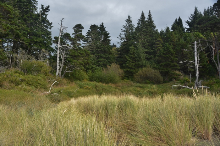 dunes grass leading to the beach
